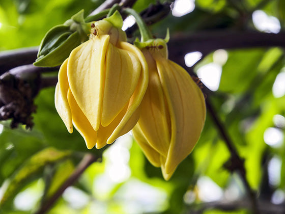 Ylang - Ylang Αιθέριο Έλαιο 10ml