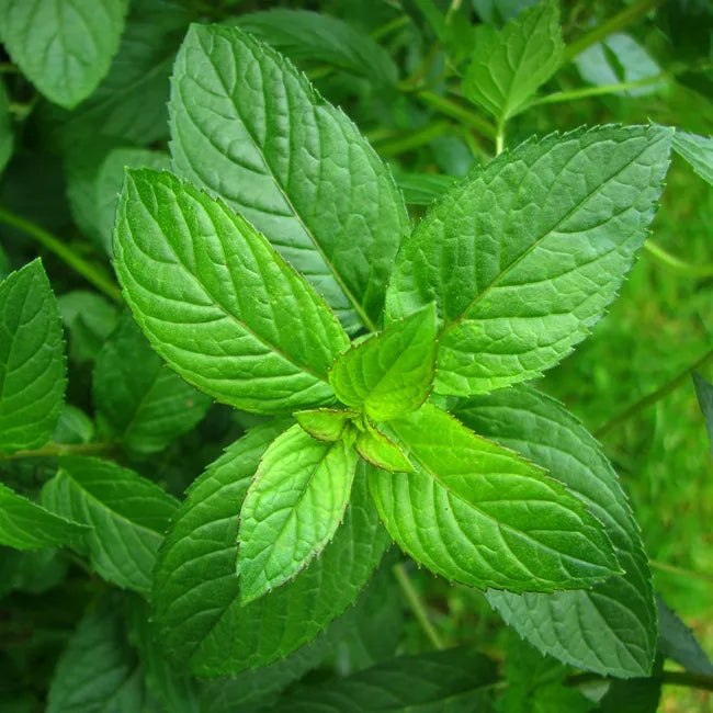 Μέντα Αιθέριο Έλαιο 10ml