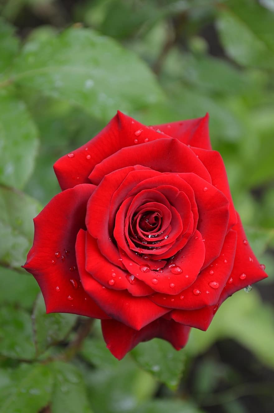 Τριαντάφυλλο Αιθέριο Έλαιο 10ml